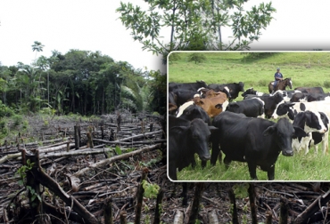 Según la experta en planificación climática, la ganadería es uno de los principales precursores de la deforestación. Foto: agenciadenoticias.unal.edu.co - Fedegán Ganadería, ganadería colombia, Ganadería colombiana, Consumo de carne, CONtexto ganadero, noticias ganaderas, deforestación, debate consumo de carne. gases efectos invernadero, Cambio climático, ganadería daña medio ambiente, ganaderos, ganaderos colombia