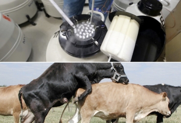 Es importante que en la monta natural se use servicio técnico de alguien que conozca del tema, para que la persona sepa decir cuál toro está bien y cuál no, porque es fundamental saber las condiciones del animal. Foto: rehagro.com.br - iepec.com Ganadería, ganadería colombia, Ganadería colombiana, CONtexto ganadero, noticias ganaderas, noticias ganaderas colombia, semen bovino, monta natural calidad semen bovino, fertilidad semen bovino, inseminación artificial, ganaderos, ganaderos colombia