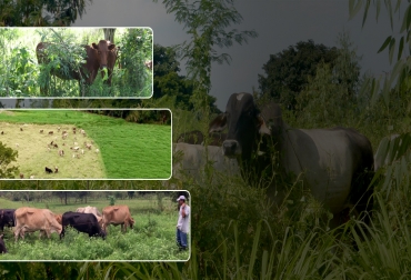 Los beneficios de la ganadería sostenible son múltiples, tanto en conservación como en rentabilidad. Foto: instructores5.blogspot.com - allevents.in - Ganaderia Tropical Paso a Paso - Enrique Murgueitio Ganadería Sostenible, ganadería sostenible Colombia, Ganadería regenerativa, ganadería amigable con el medio ambiente, Sistemas silvopastoriles, árboles ganadería, ganadería rentable y regenerativa, mejorar el suelo con ganadería, ahorrar costos en ganadería, costos bajos, ganadería regenerativa Colombia, Ganadería, sostenible, Colombia, CONtexto ganadero, ganaderos colombia, noticias ganaderas colombia