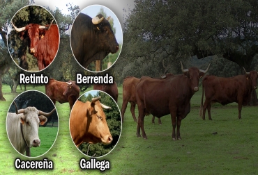 En barcos españoles llegaron los primeros bovinos a América. Foto: feagas.com - agroinformacion.com raza berrenda, bovino berrenda, razas bovinas conquistadoras en Colombia, razas bovinas conquistadoras, razas bovinas fundadoras, llegada de los bovinos a América, españoles trajeron los bovinos a América, primeros bovinos en América, razas europeas en América, ganadería, ganadería colombia, noticias ganaderas, noticias ganaderas colombia, contexto ganadero, Raza Gallega, Raza Cacereña, Raza Retinta, bovino gallego, bovino cacereño, bovino retinta,