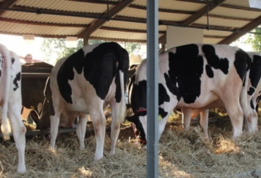 En Colombia, no hay estudios suficientes de hipocalcemia clínica, ni mucho menos de subclínica. Foto: mexico.altagenetics.com Incidencia hipocalcemia bovinos Colombia, hipocalcemia vacas Colombia, hipocalcemia clínica, hipocalcemia subclínica, Hipocalcemia en bovinos, Vaca echada, Síntomas de vaca echada, vaca caída, fiebre de la leche, hipocalcemia, recomendaciones para prevenir y curar hipocalcemia, tratamiento para hipocalcemia, prevenir hipocalcemia, curar hipocalcemia, calcio vía intravenosa, calcio vía subcutánea, CONtexto ganadero, ganaderos Colombia, noticias ganaderas Colombia