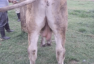 No hay un tratamiento para la hipoplasia testicular y debido a que una enfermedad congénita se transmite a la descendencia. Foto: engormix.com Hipoplasia testicular, anormal desarrollo de los testículos, enfermedad congénita, infertilidad del toro, descarte del animal, descarte para reproducción
