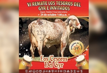 El VI remate los tesoros del Gyr e invitados tendrá lugar el próximo 24 de octubre en Bogotá. Foto: facebook.com/ganaderia.eltesoro Remate los tesoros del Gyr, raza Gyr, ganado de leche, trópico bajo, adaptación al trópico bajo,