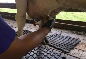 La mastis bovina es la enfermedad infecciosa más costosa y común del ganado bovino lechero. Foto: Archivo Unimedios. ganadería, ganadería colombia, noticias ganaderas, noticias ganaderas colombia, contexto ganadero, David Jessé González Arenas, magíster en Salud Animal de la Universidad Nacional, mastitis, células somáticas, pago de la leche, calidad higiénica, mastitis clínica, mastitis subclínica, estafilococos coagulasa negativo, uso del desinfectante preordeño, Juan Evangelista Carulla,