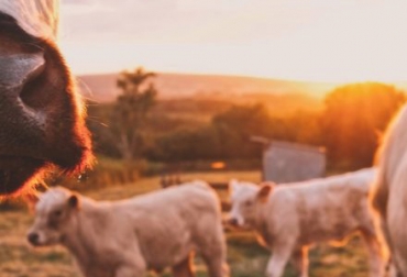 Iniciativas como Ganadería Colombiana Sostenible y las experiencias nacional y regionales de la Mesa Ganadera Sostenible han impulsado que el concepto de crecimiento verde. Foto: theecopost.com Ganadería, ganadería colombia, noticias ganaderas, noticias ganaderas colombia, CONtexto ganadero, Juan Fernando Naranjo, En defensa del metano (de las vacas), revista CES Med. Zootec, huellas de GEI, emisión de gei, LivestockPlus, Grupo de Ganadería Sustentable de Brasil, agricultura climáticamente inteligente, ganadería colombiana sostenible, Mesa Ganadera Sostenible, emisiones de gases de efecto invernadero, cambio climático global, dióxido de carbono