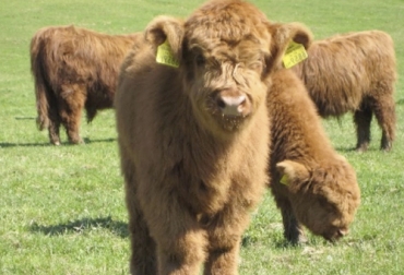 Hay 26 variedades de mini vacas, una de las más reconocidas son los ejemplares de la raza escocesa Highland, como la que aparece en la foto. Foto: Youtube.com Ganado en miniatura, mini vacas, vacas pequeñas, razas bovinas, ganadería bovina, ganadería colombia, Ganadería, ganado bovino, Vacas más pequeñas, vacas pequeñas, Bovinos adaptados, elección de bovinos, descarte de bovinos, vaca adaptada al medio ambiente, características para elegir y clasificar un bovino, biotipo adaptado, biotipo, Selección genética, reducción de tamaño, menor tamaño, mayor producción, CONtexto ganadero, ganaderos colombia, noticias ganaderas colombia