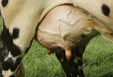 A la ubre llegan nutrientes como la glucosa, los aminoácidos, los ácidos grasos de cadena larga y triglicéridos. Foto: Fedegán Nutrientes ubre, uso de nutrientes vacas, uso de nutrientes, digestión de nutrientes, ubre vaca, vaca lechera, anatomía de la ubre, lechería Colombia, producción leche Colombia, glucosa, aminoácidos, ácidos grasos de cadena larga, triglicéridos, CONtexto ganadero, ganaderos colombia, noticias ganaderas colombia
