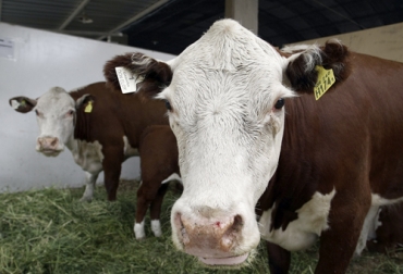 El manejo, la nutrición, el bienestar animal y el mejoramiento genético hacen parte de los aspectos que se deben cuidar para optimizar la genética bovina. Foto: clusterganaderobovino.net Ganadería, ganadería colombia, Ganadería colombiana, CONtexto ganadero, noticias ganaderas, noticias ganaderas colombia, Genética bovina, genética bovina Colombia, optimizacion genetica bovina, razas bovinas, Bienestar Animal, nutrición bovina, manejo, bos taurus, bos indicus, Razas criollas, mejoramiento genético, ganaderos, ganaderos colombia