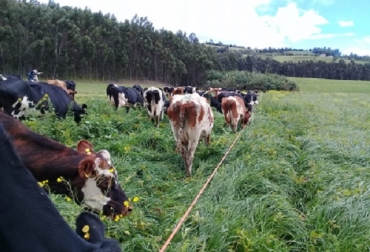 El ganado bovino en trópico alto puede consumir diversos pastos que aporten proteína y minerales. Foto: Agrosavia, sede Obonuco. Oferta forrajera para el trópico alto, pastos para trópico alto, alternativa nutritiva en trópico alto, alimentación ganado trópico alto, pastos para ganado, alimentación bovina, nutrición bovina