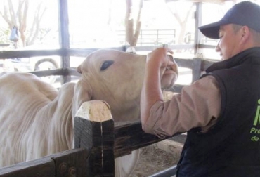 Les compartiremos 7 recomendaciones para prevenir la reaparición o entrada de esta enfermedad al país. Foto: elheraldo.co aftosa, enfermedad del ganado, ciclo de vacunación, Fedegán, FNG, ICA, MinAgricultura, ganadería, bovinos, ganadería colombia, colombia,CONtexto ganadero