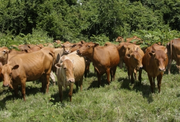 Las razas criollas están tomando importancia en la ganadería colombiana por su adaptación a las condiciones del país. Foto: Fedegán Ganadería, ganadería colombia, Ganadería colombiana, CONtexto ganadero, noticias ganaderas, noticias ganaderas colombia, Genética bovina, genética bovina colombiana, genrtica bovina, Ganado criollo, bos taurus, bos indicus, Razas criollas, mejoramiento genético, ganaderos, ganaderos colombia