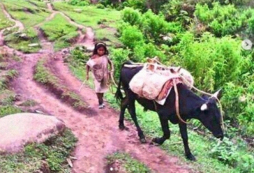 En la Sierra Nevada los llaman “ganado de indio”. Son de color negro, de talla media a pequeña y con cola gruesa. Foto: @marino_valderrama Razas criollas colombianas, raza criolla Serrana, ganado de los indígenas Kogui, ganado de las alturas, ganado de la Sierra Nevada