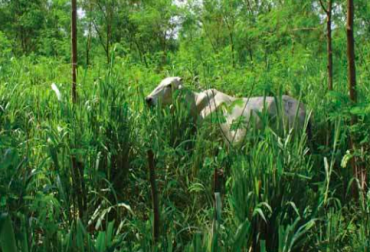 La leucaena es un árbol leguminoso del trópico de alto valor nutricional y de rápida recuperación después del ramoneo. Foto: Proyecto GCS. SSPi Intensivo con leucaena, SSPI, Sistema Silvopastorel Intensivo, sistemas ganaderos, pastos mejorados, Alimentación para el ganado, Ganadería Sostenible
