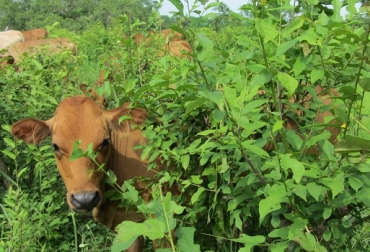 La prestigiosa revista Science líder en el orden científico mundial, reconoció los beneficios de los SSPI para el medio ambiente. Foto: Ganadería Colombiana Sostenible Ganadería, ganadería Colombia, Ganadería colombiana, Ganadería colombiana sostenible, Proyecto Ganadería colombiana sostenible, GCS, productividad de los SSPI, SSPI, CONtexto ganadero, CONtexto ganadero, noticias ganaderas, noticias ganaderas colombia, queratoconjuntivitis bovina, queratoconjuntivitis, ceguera bovinos, perdida vision bovinos, causas queratoconjuntivitis, tratamientos queratoconjuntivitis, recomendaciones queratoconjuntivitis, transmisión queratoconjuntivitis, ganaderos, ganaderos colombia