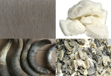 Conozca para qué utilizan algunos subproductos bovinos. Foto: all.biz - milanuncios.com - pyton.com subproductos de la ganadería, subproductos bovinos, subproductos en el sacrificio bovinos, materiales secundarios obtenidos del proceso de sacrificio, sacrificio animal