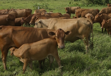 Un subproducto es cualquier sustancia de un animal que no sea estrictamente la canal limpia (despojo). Foto: Fedegán subproductos de la ganadería, subproductos en el sacrificio bovinos, materiales secundarios obtenidos del proceso de sacrificio, sacrificio animal