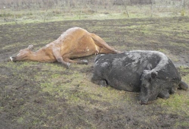 La tetania provoca un comportamiento errático en el bovino que, si no se trata a tiempo, puede llevar a la muerte. Foto: inta.gob.ar Tetania de los pastos, tetania de los pastos en bovinos, tetania pastos vacas, Tetania en bovinos, tetania en equinos, tetania lactancia equinos, tetania lactancia bovinos, tetania en vacas, enfermedades carenciales ganado, ganado bovino en Colombia, vacas enfermas, parálisis en vacas, CONtexto ganadero, ganadería colombia, noticias ganaderas colombia