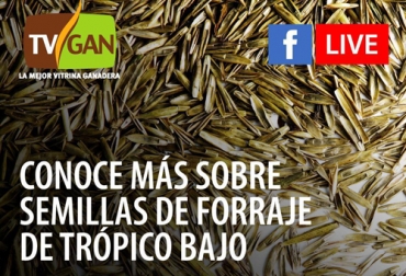 Aprenda sobre el manejo de semillas de forraje de trópico bajo gracias al Facebook Live organizado por Fedegán y TVGAN. Foto: Cortesía fedegan, TVGAN, Colombia, Escuela de Formación Ganadera de Fedegán, Fedegán capacitación, capacitación Facebook Live, Semillas trópico bajo, capacitación semillas trópico bajo, formación ganaderos, capacitación ganaderos, capacitación ganadería, mejor forma de sembrar, CONtexto ganadero, ganaderos colombia, noticias ganaderas colombia