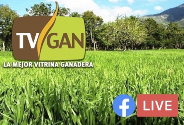 Esta capacitación que se transmitida por Facebook Live ha sido organizada por Fedegán y TVGAN. Foto: pastosdetrpicobajo.blogspot.com - TVGAN fedegan, TVGAN, Colombia, Escuela de Formación Ganadera de Fedegán, Fedegán capacitación, capacitación Facebook Live, Semillas trópico bajo, capacitación semillas trópico bajo, formación ganaderos, capacitación ganaderos, capacitación ganadería, mejor forma de sembrar, CONtexto ganadero, ganaderos colombia, noticias ganaderas colombia