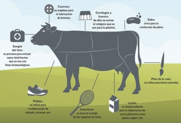 Los subproductos bovinos pueden llegar a tener un gran potencial, si se les agrega valor. Foto: prensa.com subproductos de la ganadería, subproductos bovinos, subproductos en el sacrificio bovinos, materiales secundarios obtenidos del proceso de sacrificio, sacrificio animal