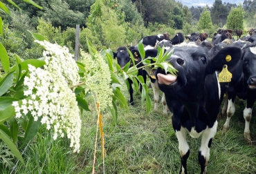 Los sistemas agroforestales permiten que haya una producción pecuaria más amigable con el medio ambiente. Foto: Agrosavia. Ganadería, ganadería colombia, noticias ganaderas, noticias ganaderas colombia, CONtexto ganadero