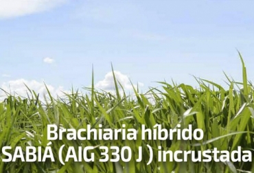 Este nuevo forraje fue introducido en julio de este año por Sáenz Fety, para implementarlo en ganaderías de trópico bajo. Foto: Cortesía Bracharia Híbrido Sabia AIG 330J, bracharia AIG 330J, semilla incrustada, capacitación, capacitación en línea, capacitación online, fedegan, TVGAN, Colombia, Fedegán capacitación, capacitación Facebook Live, Sáenz Fety, pastos para clima cálido, nuevo pasto, formación ganaderos, capacitación ganaderos, capacitación ganadería, CONtexto ganadero, ganaderos colombia, noticias ganaderas colombia
