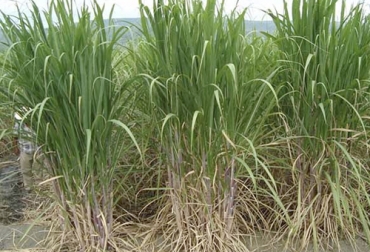 La caña de azúcar forma parte del grupo de plantas C4, las cuales, gracias a su especial metabolismo pueden utilizar mejor energía solar. Foto: agriculturers.com Ganadería, ganadería colombia, Ganadería colombiana, CONtexto ganadero, noticias ganaderas, noticias ganaderas colombia, caña de azúcar, propiedades caña de azucar, ventajas caña de azucar, ventajas caña de azucar sistemas silvopastoriles, Sistemas silvopastoriles, ganaderos, ganaderos colombia