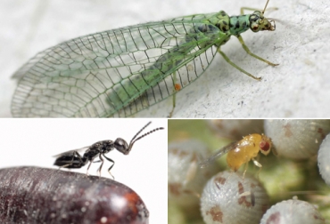 Conozca algunas estrategias de control biológico para las plagas en ganadería. Foto: es.wikipedia.org - oba.mx controladores biológicos de plagas, Organismos benéficos, enemigos naturales de insectos plaga, control de plagas en predios ganaderos, control de plagas en sistemas silvopastoriles