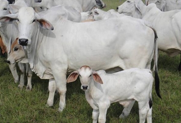 La anatomía de las hembras Brahman permite que la expulsión del ternero sea más fácil. Foto: suganado.com Facilitad de parto, ganadería cebuina, facilidad de parto en ganado cebú, vaca Brahman, atención del parto bovino, parto bovino, facilidad de parto en razas bovinas, holstein, jersey, ganadería de carne, ganadería de leche, CONtexto ganadero, ganaderos colombia, noticias ganaderas colombia
