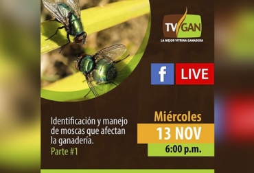 Este tercer programa dedicado al manejo de moscas en fincas se dividirá en 2 partes, la primera a cargo del experto Efraín Benavides. Foto: Cortesía Tercer Facebook Live, facebook live, capacitación, capacitación en línea, capacitación online, fedegan, TVGAN, Colombia, Escuela de Formación Ganadera de Fedegán, Fedegán capacitación, capacitación Facebook Live, Identificación y manejo de moscas, moscas ganadería, control moscas, control parásitos, formación ganaderos, capacitación ganaderos, capacitación ganadería, CONtexto ganadero, ganaderos colombia, noticias ganaderas colombia