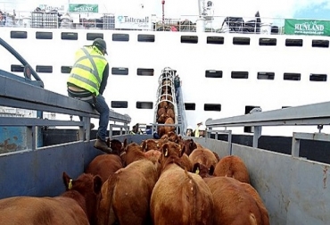 “Hemos tenido la oportunidad de exportar 36 mil 382 animales y al incluir los 6.000 que se enviarán a Irak serían 42 mil 382, cifra muy positiva para la empresa”, dijo Miguel Dulcey. Foto: vacunodeelite.es Zarpa barco para Irak, demanda permanente, fortalecimiento del dólar, bovinos, Costa Caribe, compradores, Miguel Dulcey, alta calidad, disparidad del dólar, Expoganados Internacional S.A.S., reintegro, noticias de ganadería colombiana, CONtexto ganadero.
