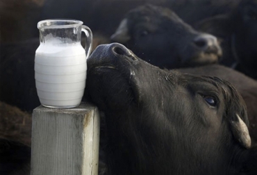 La industria está reconociendo cada vez más, a tal punto que su precio en finca se estima entre $1.400 y $1.700 el litro, bonificando la calidad higiénica y composicional. Foto: zoovetesmipasion.com ganaderia, ganaderia colombia, ganaderia colombiana, contexto ganadero, noticias ganaderas, noticias ganaderas colombia, leche de bufala, bufalos, ganaderia bufalina, produccion leche bufalos, bondades leche bufalos, propiedades leche bufalos, leche bufalos proteina, grasa leche bufalos, ganaderos, ganaderos colombia
