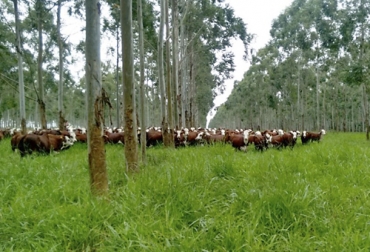 Es importante tener claro que no es la cantidad de árboles por hectárea la diferencia fundamental entre lo bueno y lo malo de la presencia de estos en la ganadería; es la administración o manejo que se haga con ellos para regular la sombra. Foto: redderadios.com Ganadería, ganadería colombia, Ganadería colombiana, CONtexto ganadero, noticias ganaderas, noticias ganaderas colombia, árboles, arboles pasturas, arboles sistemas silvopastoril, Sistemas silvopastoriles, árboles maderables, poda de arboles, ganaderos, ganaderos colombia