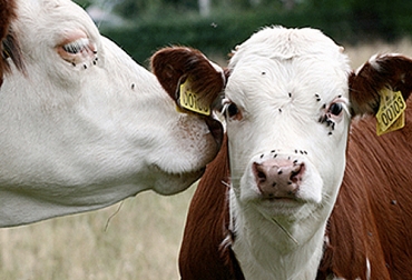 Para recibir la mejor capacitación en identificación y manejo de moscas en ganadería, conéctese el miércoles 16 de noviembre a las 6 pm en el Facebook de TVGAN. Foto: perulactea.com Tercer Facebook Live, facebook live, capacitación, capacitación en línea, capacitación online, fedegan, TVGAN, Colombia, Escuela de Formación Ganadera de Fedegán, Fedegán capacitación, capacitación Facebook Live, Identificación y manejo de moscas, moscas ganadería, control moscas, control parásitos, formación ganaderos, capacitación ganaderos, capacitación ganadería, CONtexto ganadero, ganaderos colombia, noticias ganaderas colombia