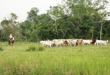 Foto: agenciadenoticias.unal.edu.co Mentiras sobre el uso de la tierra, verdades sobre el uso de la tierra, uso de la tierra en colombia, uso de la tierra en ganadería, tierras con vocación ganadera