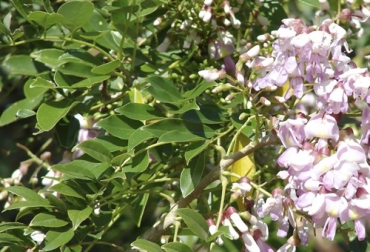 El matarratón, como banco forrajero, ha demostrado ser más apropiado que otros follajes en la mayor parte de las zonas de trópico bajo por su mayor producción de biomasa por unidad de área. Foto: aliviateconplantas.blogspot.com Ganadería, ganadería colombia, Ganadería colombiana, CONtexto ganadero, noticias ganaderas, noticias ganaderas colombia, matarratón, establecimiento matarraton, Sistemas silvopastoriles, establecimiento matarraton sistemas silvopastoriles, ganaderos, Ganadería Sostenible, ganaderia colombiana sostenbile, ganaderos colombia