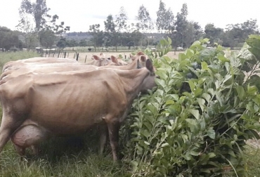 La morera representa un papel importante en la producción y mejoramiento de la calidad del tipo de comida de animales como bovinos y cerdos. Foto: perulactea.com Ganadería, ganadería colombia, Ganadería colombiana, CONtexto ganadero, noticias ganaderas, noticias ganaderas colombia, sistema silvopastorill, morera, arbol morera, morera alimentacion ganado, ganado, banco forrajero, ganaderos, ganaderos colombia