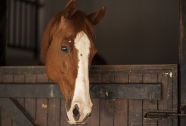 El hallazgo permite de forma fácil, simple y sobre todo no invasiva detectar el estrés en los caballos. Foto: Pixabay - Agencia SINC. ganadería, ganadería colombia, noticias ganaderas, noticias ganaderas colombia, contexto ganadero, caballo, estado de ánimo de un caballo, Katrina Merkies, profesora en el Ontario Agricultural College de la Universidad de Guelph, revista Animals, tasas de parpadeo de los caballos, estrés, estrés caballos, caballo estresado,