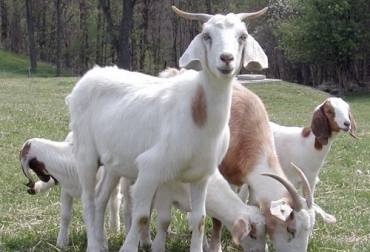 La selección de la dieta en los ovinos se define así como lo que el animal termina comiendo debido a las restricciones en el contexto de pastoreo. Foto: sendarural.blogspot.com Ganadería, ganadería colombia, Ganadería colombiana, CONtexto ganadero, noticias ganaderas, noticias ganaderas colombia, dieta ovinos, sistemas silvopastoriles produccion ovina, alimentación ovina, experimento ovinos, ganaderos, ganaderos colombia, productores ovinos