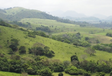 Cuando se diseñan y se mantienen adecuadamente las isas de biodiversidad, pueden contribuir a proteger las poblaciones de plantas y vida silvestre. Foto: iies.unam.mx Ganadería, ganadería colombia, Ganadería colombiana, CONtexto ganadero, noticias ganaderas, noticias ganaderas colombia, Sistemas silvopastoriles, Sistemas Silvopastoriles Intensivos, islas de biodiversidad, paisajes fragmentados, árboles, cercas vivas, ganaderos, ganaderos colombia
