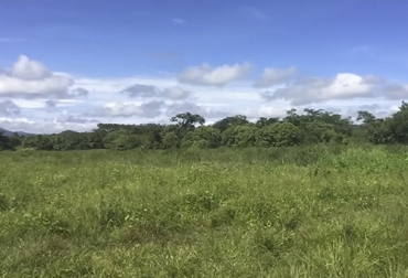Una pradera puede ser monofítica (una sola especie) o polifítica (una asociación de varias especies forrajes). Foto: Ganadería regenerativa Pradera, pradera politífica, definición pradera politífica, polifítica, polifita, pradera, manejo de praderas, manejo de praderas en ganadería, asociación especies forrajeras, mezcla pastos, mezcla especies, Suelo, pasto, bovino, Ganadería regenerativa, ganadería regenerativa Colombia, Asociación Colombiana de Ganadería Regenerativa, ganadería tropical paso a paso, Asociación Colombiana de Criadores de Ganado Doble Propósito, Asodoble, CONtexto ganadero, ganaderos colombia, noticias ganaderas colombia