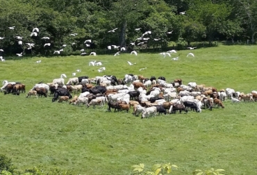 En el Pastoreo de Ultra Alta Densidad, los ganados compiten para consumir la mayor cantidad de alimento en el menor tiempo. Foto: YouTube. Competir por el pasto, Pastoreo ultra alta densidad, pastoreo ultra alta densidad colombia, recomendaciones pastoreo ultra alta densidad, experto pastoreo ultra alta densidad, pastoreo racional voisin, Ganado eficiente en pasto, alimentación de pasto al ganado, vacas pasto, bovinos pasto, rendimiento ganado pasto, productividad bovina, eficiencia bovina, consumo de alimento, mejoramiento genético, manejo animal, CONtexto ganadero, ganaderos colombia, noticias ganaderas Colombia