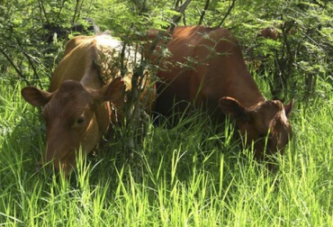 La raza Lucerna, originaria de nuestras tierras, se destaca por su producción de leche. Foto: Fedegán Lucerna 2019, Lucerna 2017, Raza Lucerna 2019, hacienda Lucerna, producción de leche de vacas Lucerna, edad primer parto, vacas Lucerna, raza criolla, Carlos Hernando Molina, Enrique José Molina, Valle del Cauca, lucerna, forraje, potreros, leche, carne, Reserva Natural El Hatico, Ganado criollo, CONtexto ganadero, ganaderos colombia, noticias ganaderas colombia