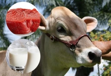 Es de resaltar que la concentración de anticuerpos en el calostro producido por la raza Pardo Suizo es de 8.6 gramos por cada 100 gramos. Foto: CONtexto ganadero. raza Pardo Suizo, origen de la raza Pardo Suizo, desarrollo de la raza Pardo Suizo, Pardo Suizo lechero, Braunvieh, Asopardo