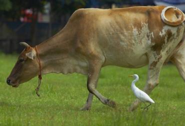 La ganadería sostenible es un verdadero aliado de la biodiversidad, pues contribuye en la recuperación del suelo, las fuentes hídricas y de forma general, en el aumento de la biodiversidad. Foto: © Ersler | Stock Free Images Ganadería, ganadería colombia, Ganadería colombiana, CONtexto ganadero, noticias ganaderas, noticias ganaderas colombia, especies, biodiversidad, variedad de especies, Sistemas silvopastoriles, ganaderis sostenible, ganadería colombiana sostenible, ganaderos, ganaderos colombia