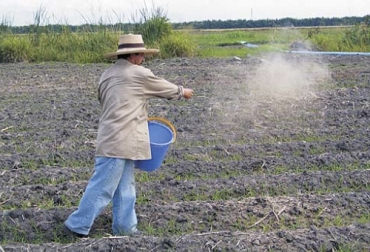 El sistema de siembra manual se recomienda para lotes poco empastados o con pastos menos agresivos tales como las gramas, pero también puede ser utilizado en pasturas de excelente cobertura. Foto: bdigital.unal.edu.co/ Ganadería, ganadería colombia, Ganadería colombiana, CONtexto ganadero, noticias ganaderas, noticias ganaderas colombia, leucaena, siembra directa manual, siembra directa manual leucaena, sistema silvopastoril, ganadería colombiana sostenible, ganaderos, ganaderos colombia