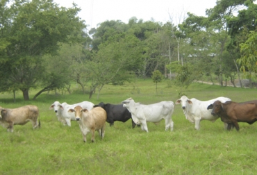 El experto de la CAR advirtió que los productores no suelen adaptar toda la finca para un sistema sostenible, sino solo un potrero que es el único que se mantiene en época de sequía. oto: cipa.com.co Un solo lote, mejor potrero, mejor parcela, Ganadería Sostenible, ganadería sostenible Colombia, Ganadería regenerativa, ganadería amigable con el medio ambiente, Sistemas silvopastoriles, árboles ganadería, ganadería rentable y regenerativa, mejorar el suelo con ganadería, ahorrar costos en ganadería, costos bajos, ganadería regenerativa Colombia, CAR, Ganadería, sostenible, Colombia, CONtexto ganadero, ganaderos colombia, noticias ganaderas colombia