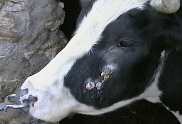 La actinobacilosis es un tipo de estomatitis en bovinos que produce lesiones en la piel y boca. Foto: redmidia.com Actinobacilosis, detalles actinobacilosis bovina, enfermedades, ganado de leche, ganado en Colombia, leche, inflamación bovinos, estomatitis, estomatitis en rumiantes, bacilos, actinobacilosis síntomas, actinobacilosis tratamiento, CONtexto ganadero, ganaderos colombia, noticias ganaderas colombia