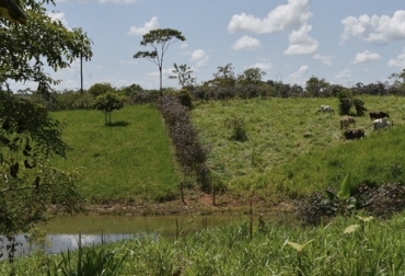 Las zonas de aislamiento de las fuentes de agua se deben plantar con árboles y así permitir en ellas que se realicen todos los procesos de regeneración natural. Foto: blog.ciat.cgiar.org Ganadería, ganadería colombia, Ganadería colombiana, CONtexto ganadero, noticias ganaderas, noticas ganaderas Colombia, aislamiento de fuentes hidricas, aislamiento agua, ganado, ganaderos colombia, ganaderos