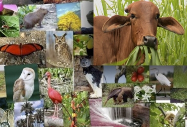 La ganadería sí contribuye a la biodiversidad. Foto: ganaderiacolombianasostenible.co - nuevamujer.com biodiversidad y ganadería, Sistemas silvopastoriles, biodiversidad, la ganadería contribuye a la biodiversidad, ganadería amigable con el medio ambiente